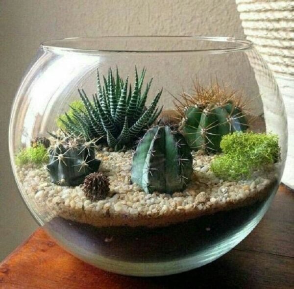 Terrario de suculentas y cactus en pecera de vidrio
