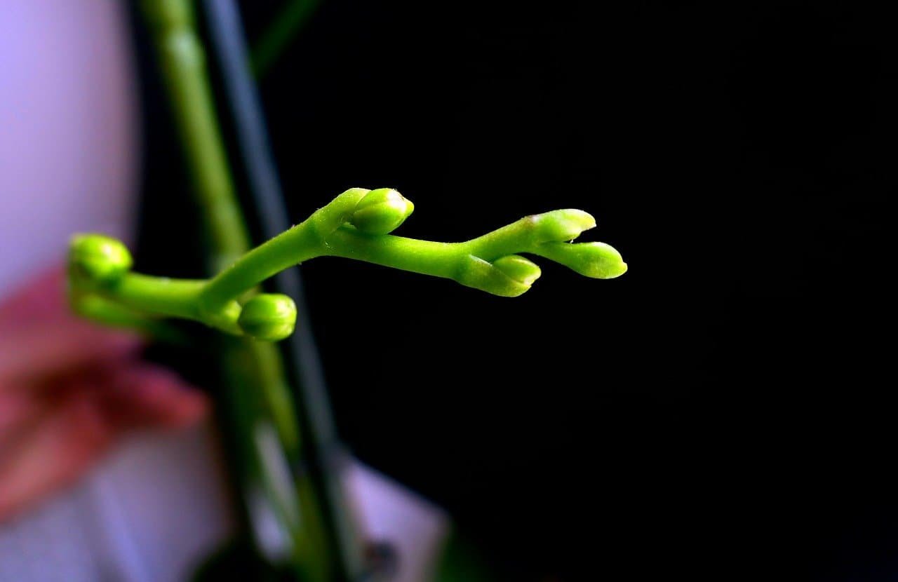 nacimiento de botones orquídea phalaenopsis