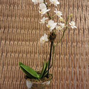 Orquídea mini phalaenopsis