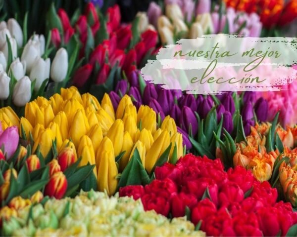 Tulipanes a domicilio CDMX,arreglo de tulipanes