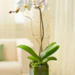 Orquídea phalaenopsis en cubo de vidrio soplado