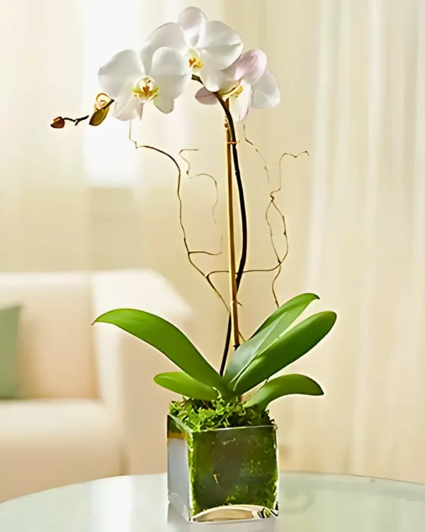 Orquídea phalaenopsis en cubo de vidrio,Orquídea decorada,orquideas a domicilio