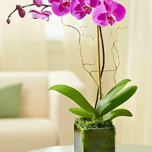 florería cdmx,flores a domicilio cdmx,plantas a domicilio cdmx,plantas de recuerdo,regalos originales