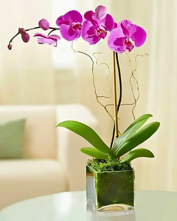 Orquídea phalaenopsis en cubo de vidrio,Orquídea decorada,orquideas a domicilio