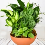 Plantas de interior surtidas en base de barro (CDMX)