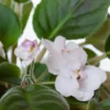 Violeta africana en maceta de cerámica (solo CDMX) - Imagen 4