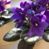 Violeta africana en maceta de cerámica (solo CDMX) - Imagen 2