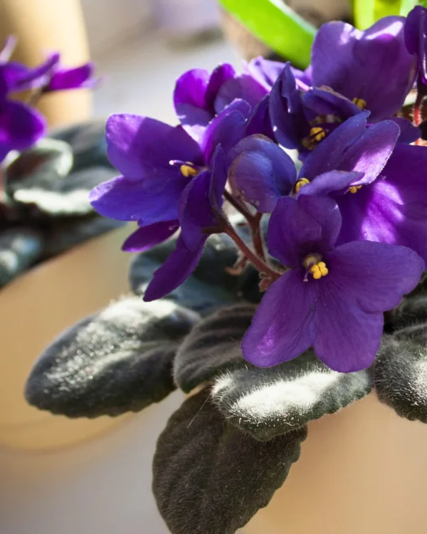violetas africanas en maceta