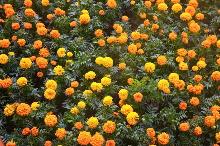 Cempasúchil, flor tradicional del Día de Muertos