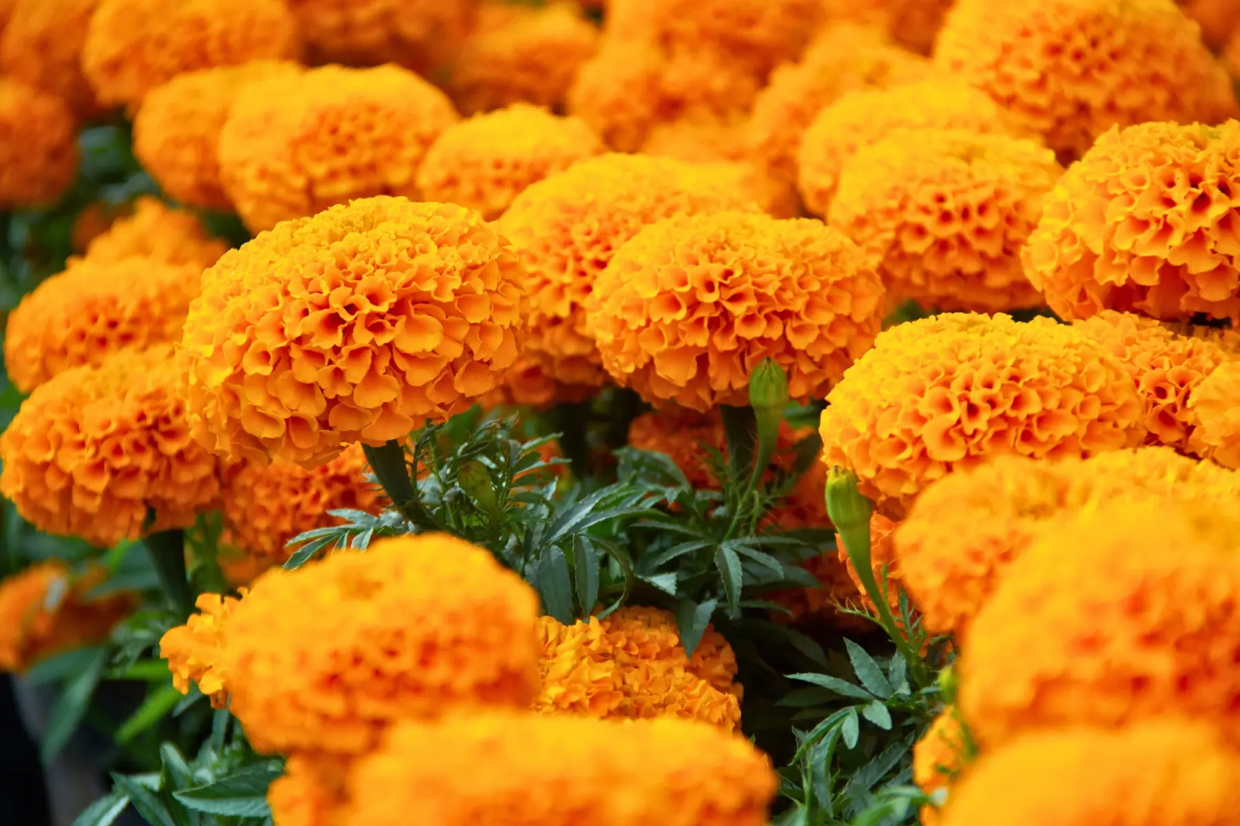 Cempasúchil, flor tradicional del Día de Muertos