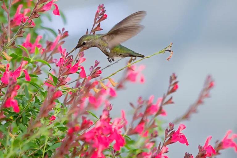 Colibríes y Otros Polinizadores y Flores Favoritas