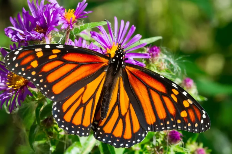 Colibríes y Otros Polinizadores y Flores Favoritas