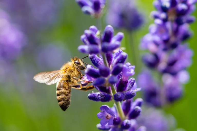 Colibríes y Otros Polinizadores y Flores Favoritas