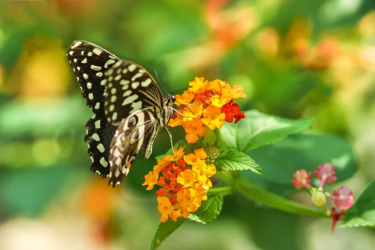 Colibríes y Otros Polinizadores y Flores Favoritas