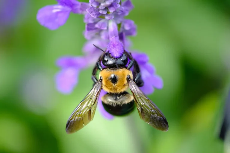 Colibríes y Otros Polinizadores y Flores Favoritas