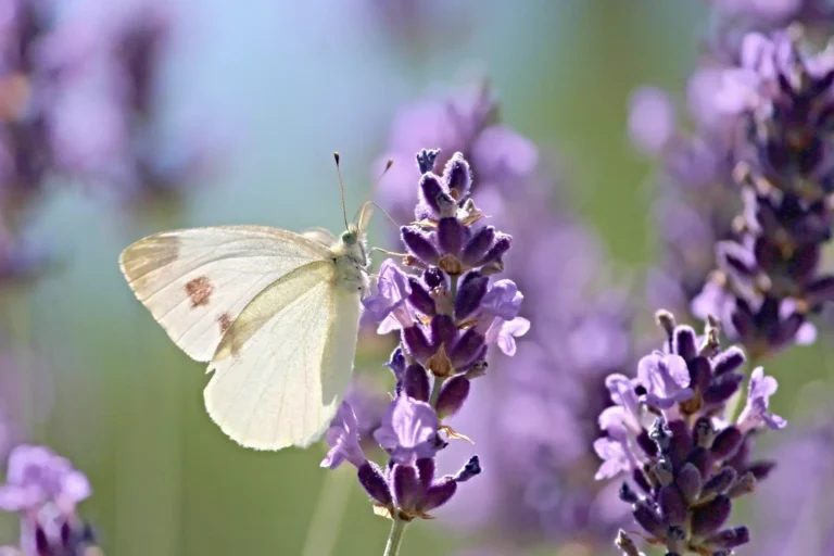 Colibríes y Otros Polinizadores y Flores Favoritas