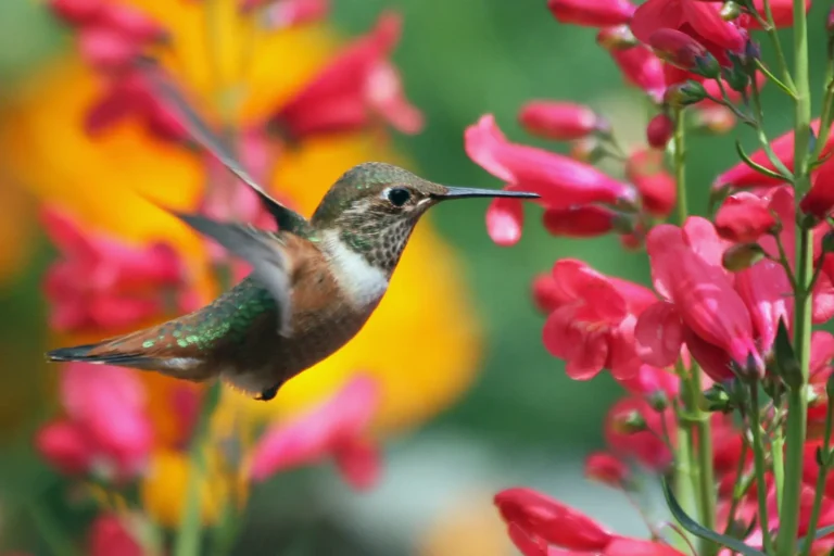 Colibríes y Otros Polinizadores y Flores Favoritas