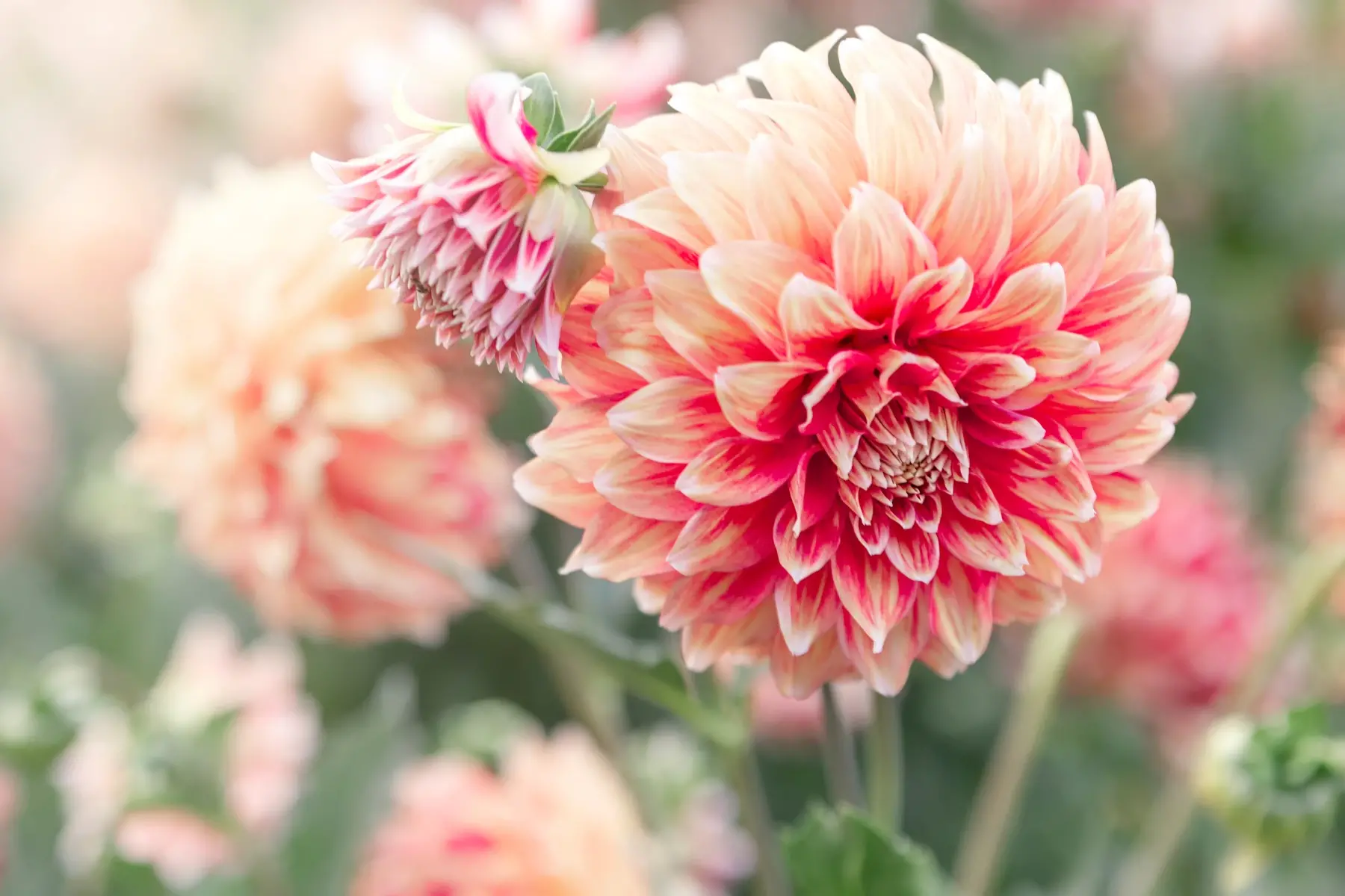 Dalia La Flor Nacional de México - Cuidados y Significado