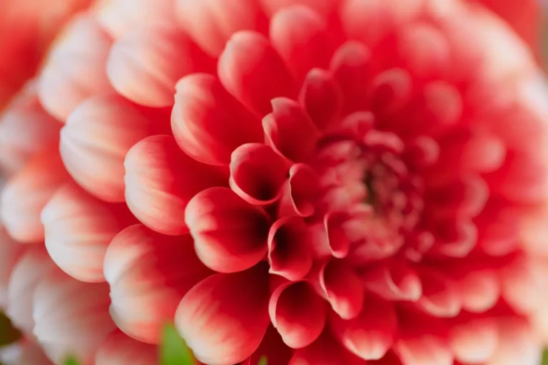 Dalia La Flor Nacional de México