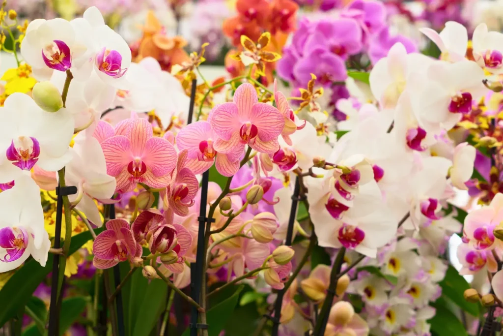 Orquídeas Phalaenopsis: Cuidados Básicos y Tips