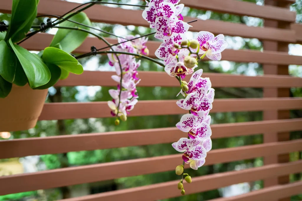 Orquídeas Phalaenopsis: Cuidados Básicos y Tips