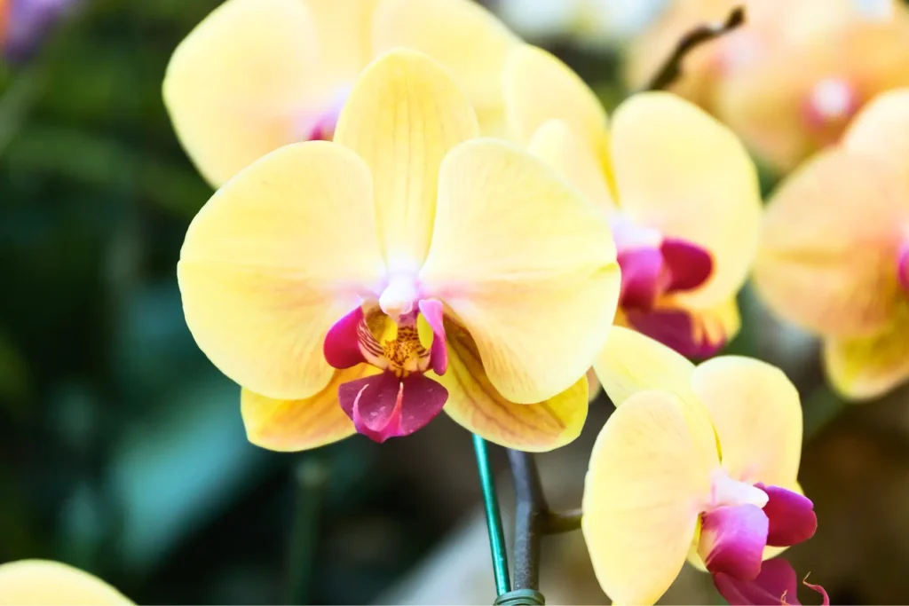 Orquídeas Phalaenopsis: Cuidados Básicos y Tips