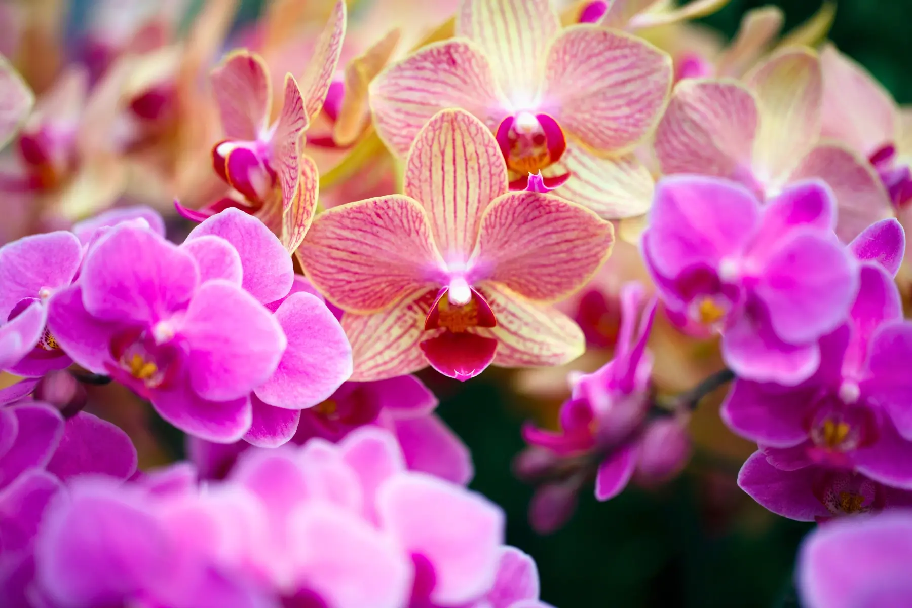 Orquídeas Phalaenopsis: Cuidados Básicos y Tips