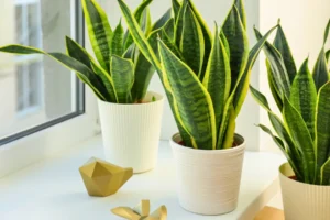 Sansevieria: Significado, Beneficios y Cuidados de la Lengua de Suegra