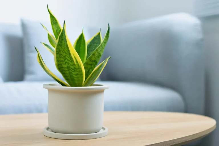 Sansevieria: Significado, Beneficios y Cuidados de la Lengua de Suegra