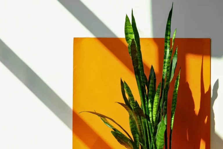 Sansevieria: Significado, Beneficios y Cuidados de la Lengua de Suegra