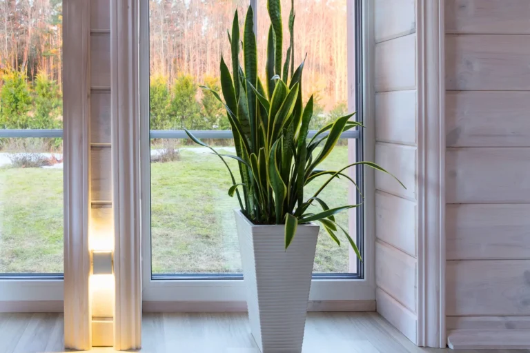 Sansevieria: Significado, Beneficios y Cuidados de la Lengua de Suegra