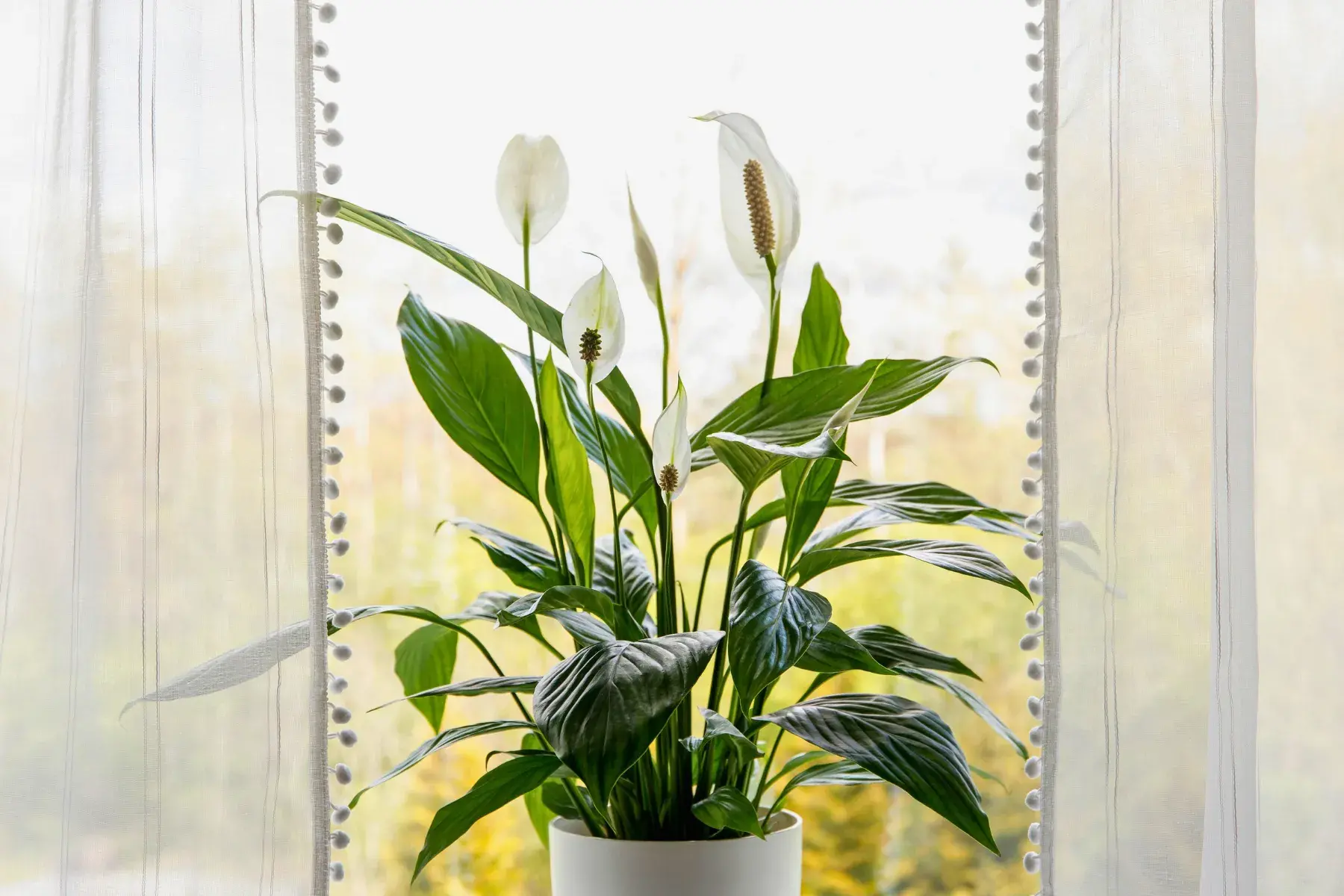 Cuna de Moisés (Spathiphyllum): Nombres Comunes y Cuidados Básicos