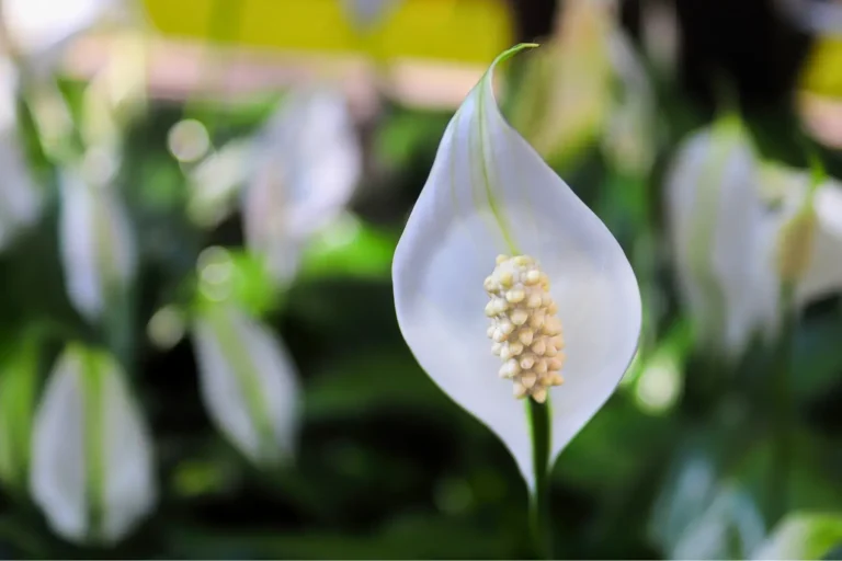 Cuna de Moisés (Spathiphyllum): Nombres Comunes y Cuidados Básicos