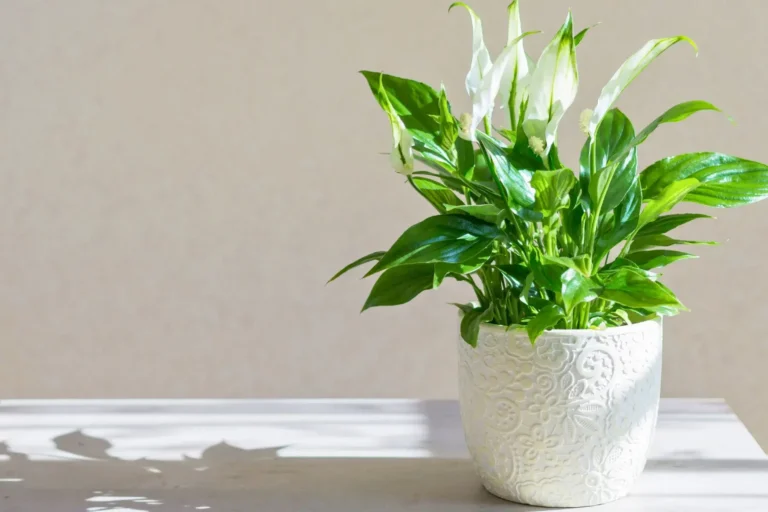 Cuna de Moisés (Spathiphyllum): Nombres Comunes y Cuidados Básicos