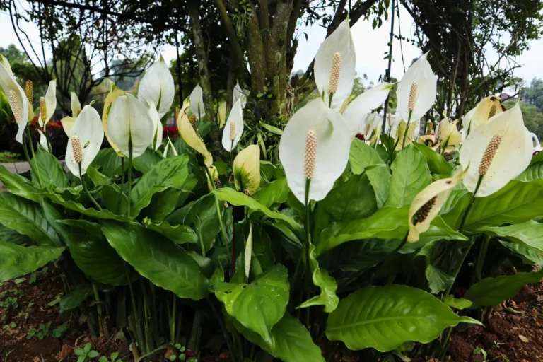 Cuna de Moisés (Spathiphyllum): Nombres Comunes y Cuidados Básicos