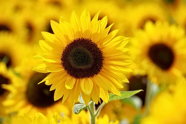 Flores Amarillas 21 de Septiembre: Significado en México