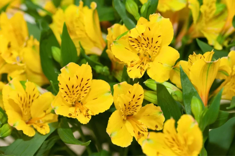 Flores Amarillas 21 de Septiembre: Significado en México