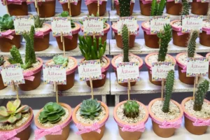 Plantitas de Recuerdo para Eventos: Suculentas y Cactus que Encantan y Perduran