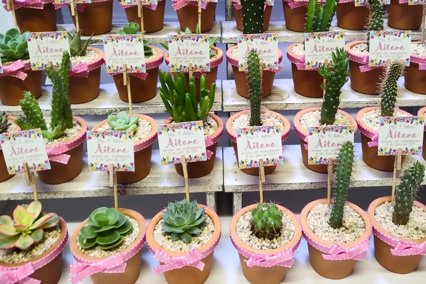 Plantitas de Recuerdo para Eventos: Suculentas y Cactus que Encantan y Perduran