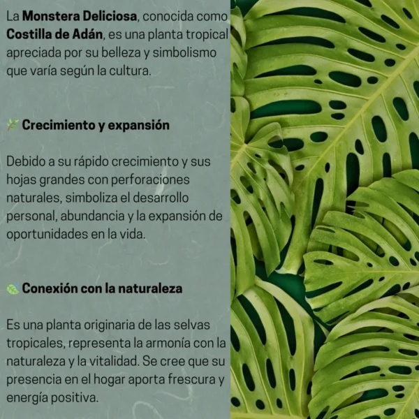 Collar de acero con dije de hoja de monstera deliciosa (Todo MX) - Imagen 4