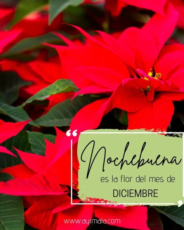 La flor del mes de diciembre es la nochebuena! También se les llama Pascuas y son originarias de México. Con qué nombre la conocen en donde vives?
.
.
.
#bienvenidodiciembre #nochebuenas #flordenochebuena #flordepascua #cuetlaxóchitl